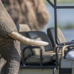 A Zimbabwe safari honeymoon is a once-in-a-lifetime experience.