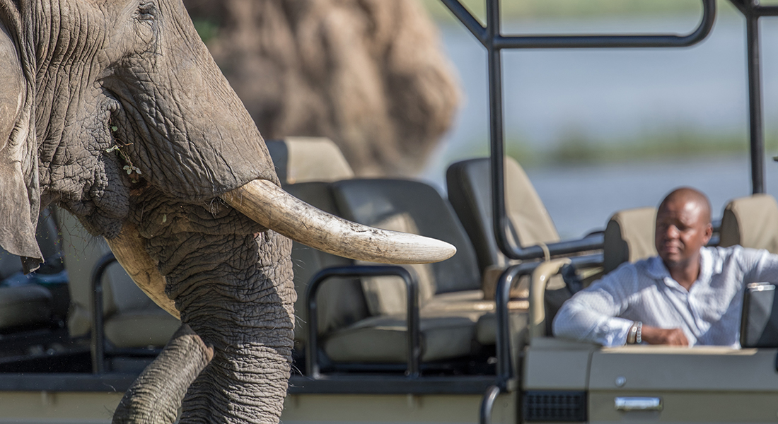 A Zimbabwe safari honeymoon is a once-in-a-lifetime experience.